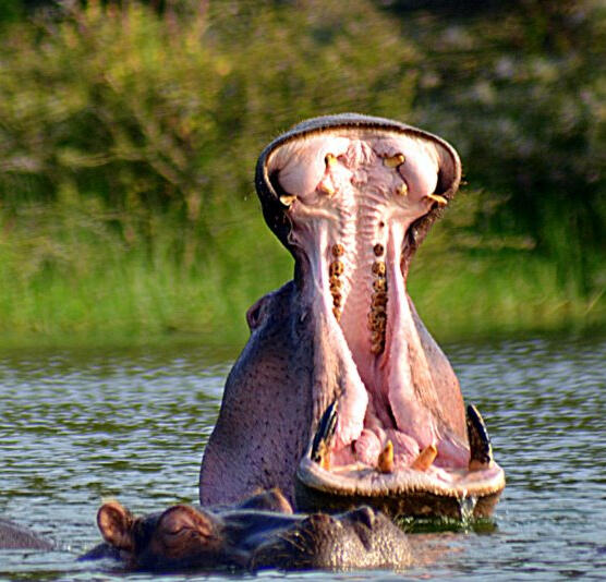 Hippo